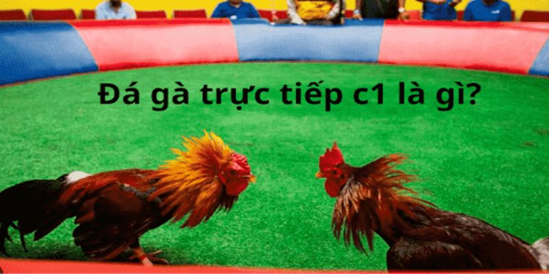 Đá Gà Trực Tiếp C1