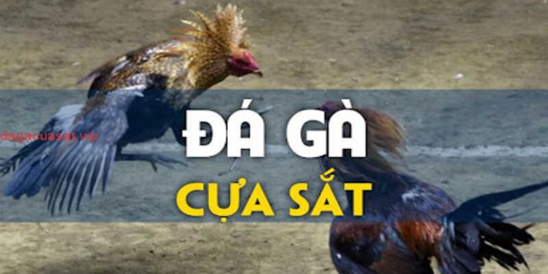 Đá Gà Cựa Sắt